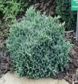     C Juniperus squamata Blue Star